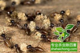 深圳白蟻防治白蟻對(duì)木質(zhì)用品的肆意侵襲，成了裝修后業(yè)主們的一塊心病