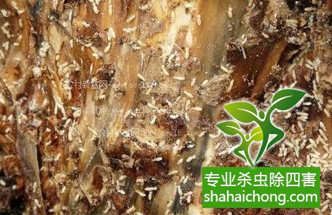 防治白蟻,白蟻防治方法 白蟻怎么治,白蟻防治方法