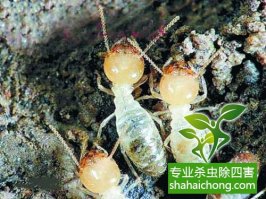 深圳白蟻防治公司家里詳細檢查白蟻方法