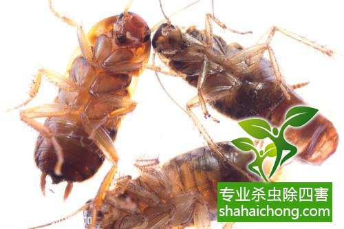 除蟑螂滅蟑螂的方法 如何消滅蟑螂,怎么樣滅除蟑螂